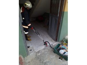 Apartmanda Yılan Paniği