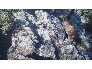 Burdur’da Yaban Keçisi Ve Yaban Kedisi Fotokapana Yakalandı