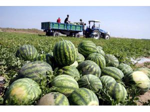 Karpuz Üretimi 500 Bin Tona Ulaştı