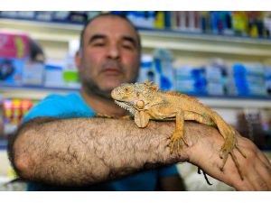 Gençlerin İguana İlgisi