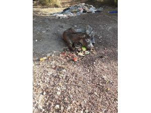 Yaralı Eşeği Halıya Sarıp Ölüme Terk Ettiler