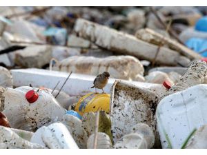 Tek Kullanımlık Plastiklerin Yasaklanması İçin 200 Bine Yakın İmza