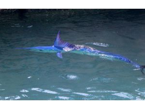 Mavi Yelken Balığı Kemer'de Görüntülendi