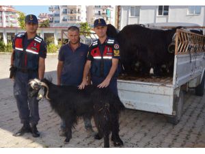 Sahte Parayla 17 Küçükbaş Kurbanlık Alan 3 Şüpheli Yakalandı