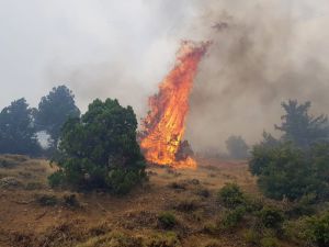 Kahramanmaraş’ta Orman Yangını