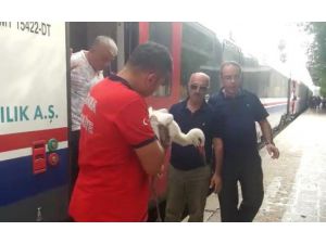 Elektrik Çarpan Leylek "Trenbulansla" Kurtarıldı