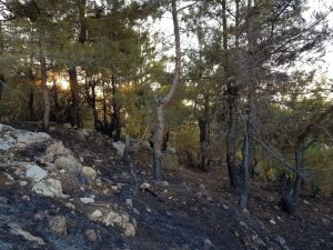 Kozan’da Orman Yangını