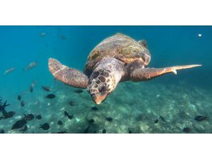 Caretta Carettalar, Turistlerle Yüzdü