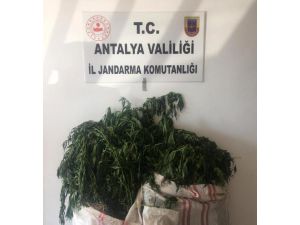 Jandarmadan Uyuşturucu Operasyonları