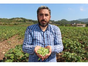 Yöneticiliği Bırakıp Çiftçi Oldu, "Huzuru Tarımda Buldum" Dedi