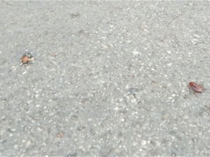 Hamam böcekleri sokağa fırladı