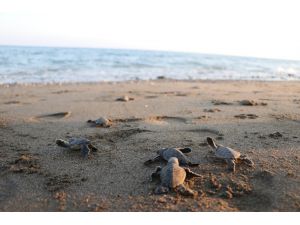 Dünyanın Gözünün Olduğu Mersin Sahillerinde 40 Binin Üzerinde Yavru Kaplumbağa Denizle Buluştu