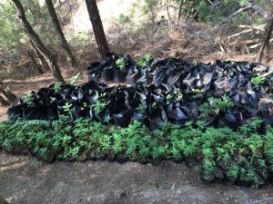 Adana’da Uyuşturucu Operasyonu: 1 Tutuklama