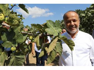 Ak Parti Milletvekilleri Yavuz Ve Posacı İncir Fiyatlarındaki Düşüş İçin Girişimde Bulundu