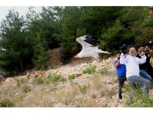 Tedavi Edilen Kanatlı Hayvanlar Doğaya Salındı