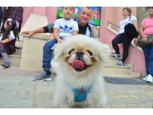 Altı Okul Barınaktan Köpek Sahiplendi