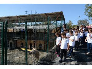 Beylikdüzü’nde Minik Öğrencileri Sokak Hayvanlarıyla Buluşturdu