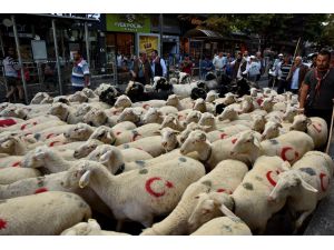 Çoban Festivali Renkli Görüntüler İle Başladı