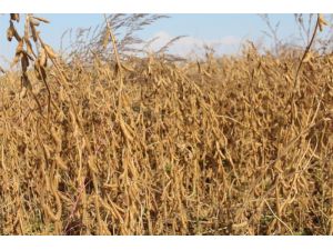 Iğdır’da Soya Hasadı Başladı