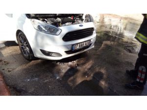 Otomobilin motoruna giren 3 kirpi telef oldu