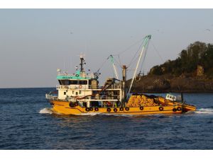 Palamut Fiyatı Rekor Kırıyor, Hamsi Düşüşte