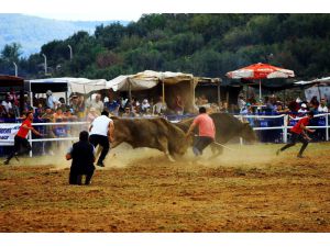 Kafaca Arenasında Kıran Kırana Güreş