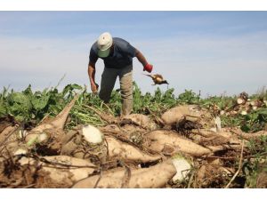 Konya’da Şeker Pancarı Çiftçinin Yüzünü Güldürüyor