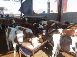 Karabük’te Çalınan Hayvanlar Mersin’de Bulundu