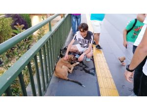 Vicdansız sürücünün çarpıp kaçtığı köpeğe yoldan geçen gençler sahip çıktı