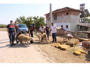 Hayvan hırsızları jandarmadan kaçamadı