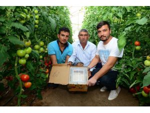 Canan Karatay’ın ’domates’ eleştirilerine Kumlucalı üreticilerden sert tepki