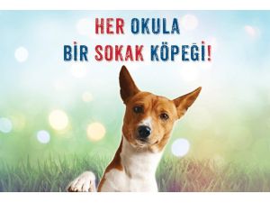 Antalya’da “Her okula bir sokak köpeği”  projesi