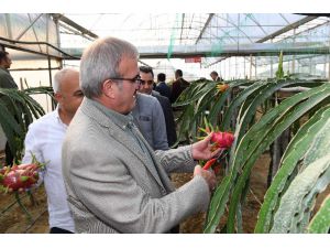 Antalya tarımında tropik meyveler yeni alternatif