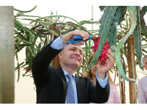 Akdeniz Üniversitesi Ziraat Fakültesi’nde tropik meyve hasadı