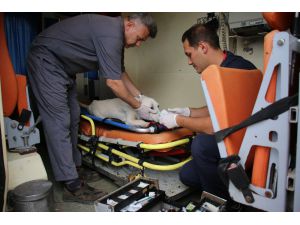 Yaralı ve bakıma muhtaç sokak ayvanları için 7/24 ambulans hizmeti