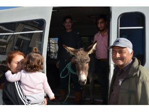 Yaylaya terk edilen eşek için seferber oldular