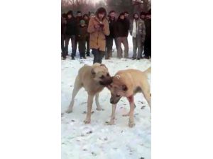 Konya’da Ormanda Köpek Dövüştüren Ve Bahis Oynayan 17 Kişiye Para Cezası