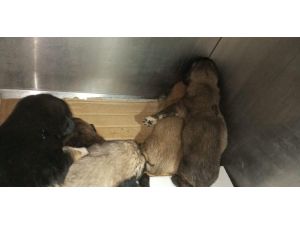 Yol kenarına atılmış çuval içerisindeki yeni doğmuş yavru köpekleri vatandaşlar kurtardı