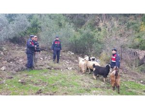 Kayıp keçileri jandarma buldu