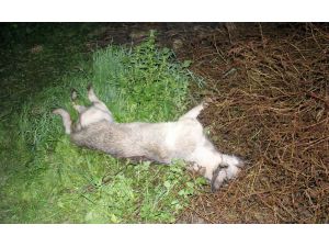 Adana’da Köpek Vahşeti