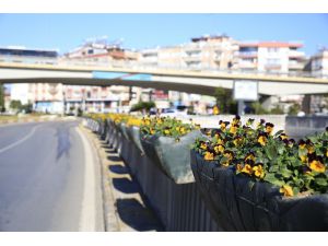 Büyükşehir Belediyesi köprülü kavşakları çiçeklerle süsledi