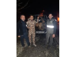 Kaçak yaban keçisi avına 30 bin TL ceza