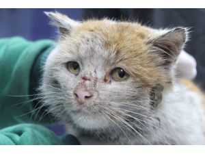 Depremzede kedi ’Toros’ Antalya’da sıcak yuvasına kovuştu