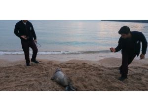 Ölü bulunan Akdeniz Fokuna nekropsi yapıldı