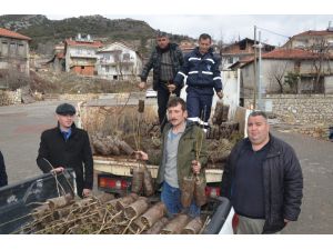 Büyükşehir’den İbradı’da çiftçilere fide desteği