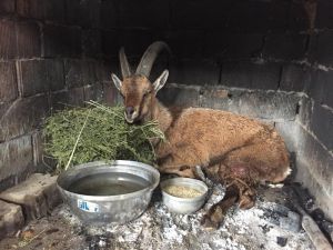 Kaş’ta vurularak yaralanmış yaban keçisi bulundu