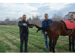 Kuyruğu kopan at için 2 buçuk saatlik yeni kuyruk operasyonu