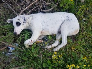 Anne Köpeği Ayağından Vurdular