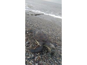 Antalya’da caretta caretta ölüsü sahile vurdu
