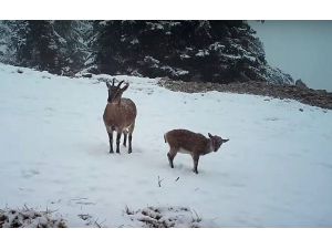 Aç kalan dağ keçilerinin yoncayla beslendiği anlar fotokapanda